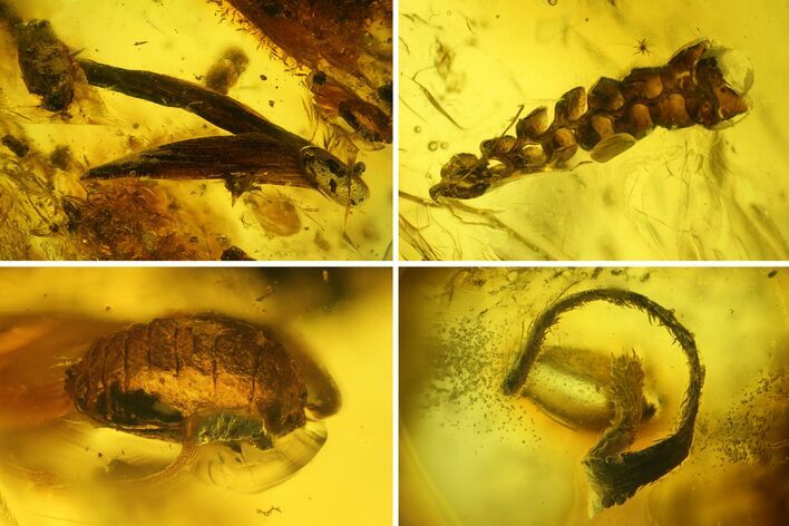 Two Fossil Leaves, Isopod, and Moss in Baltic Amber #207528